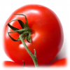 pomidory, pomidor